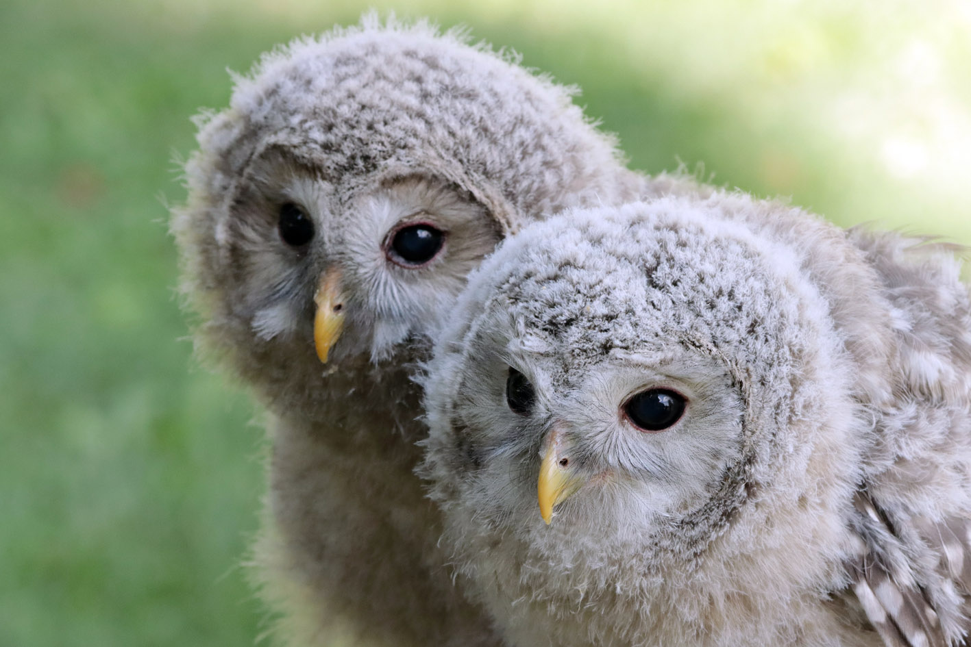 Kauz – Symbolbild Café Drosselbart