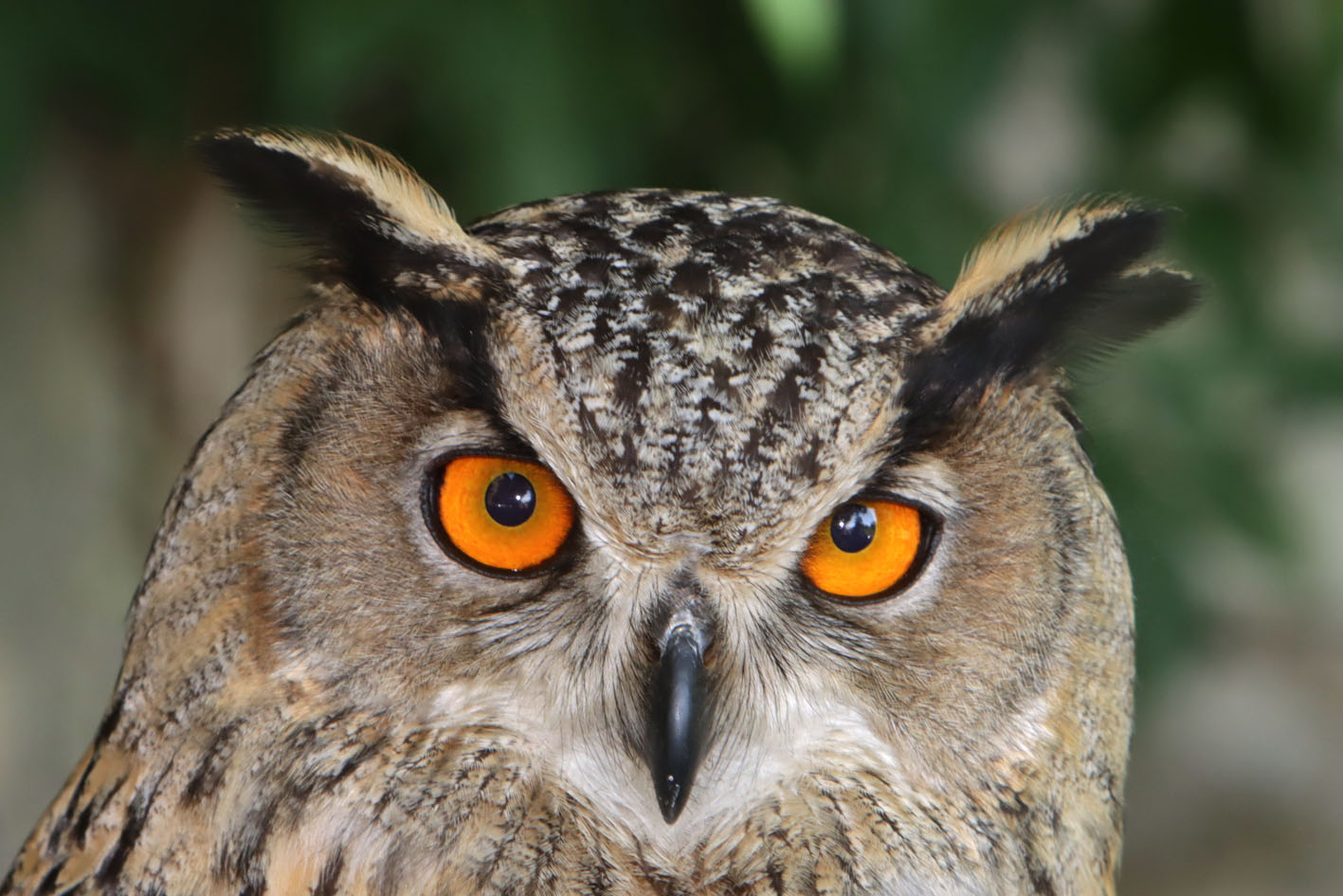 Auf Du und Du mit Falke und Uhu – Erlebnis